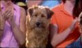 dr dolittle 3-avi_1000_138.jpg